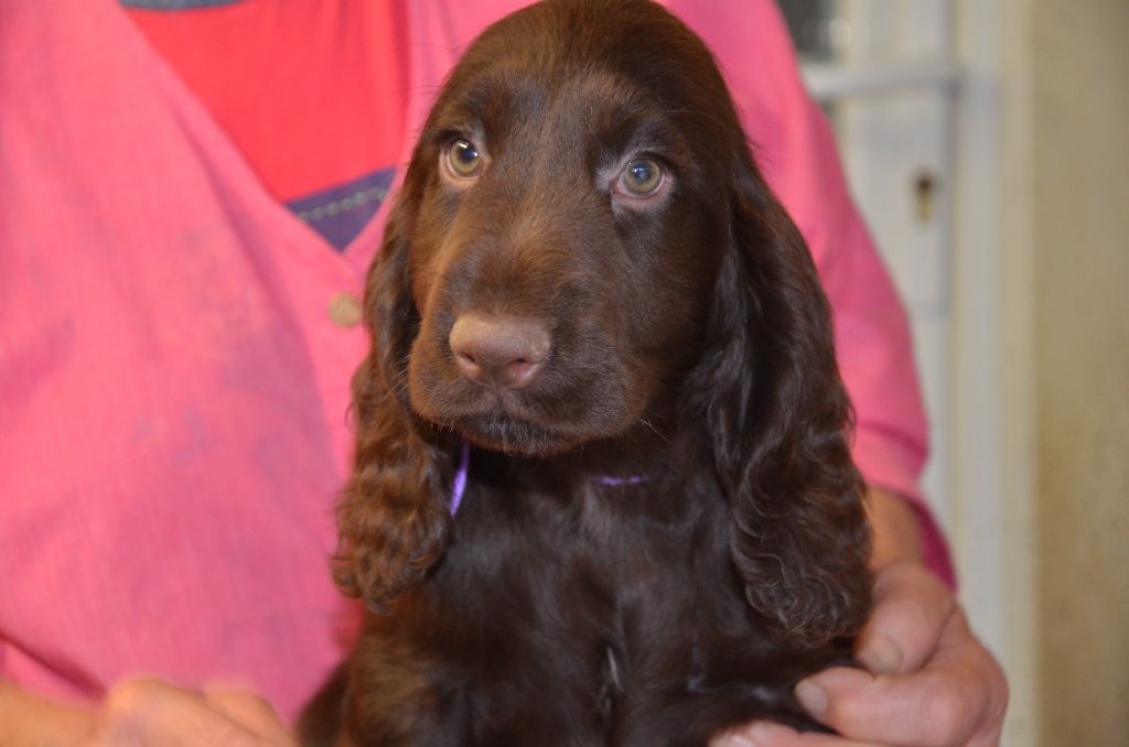 chiot Field Spaniel du Rieu-Grand