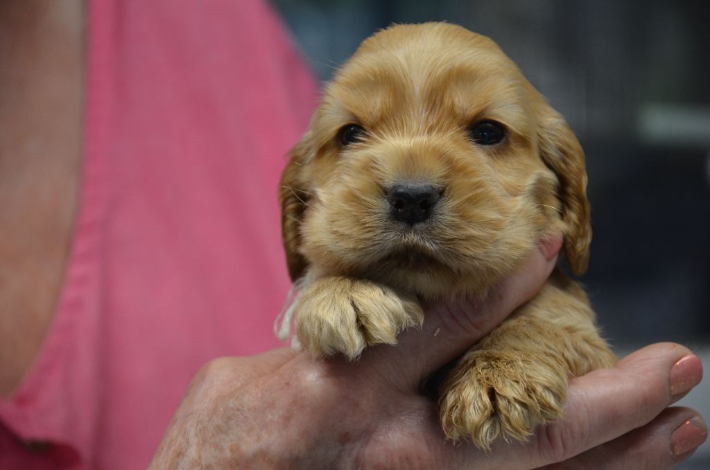 du Rieu-Grand - Chiot disponible  - Cocker Spaniel Anglais