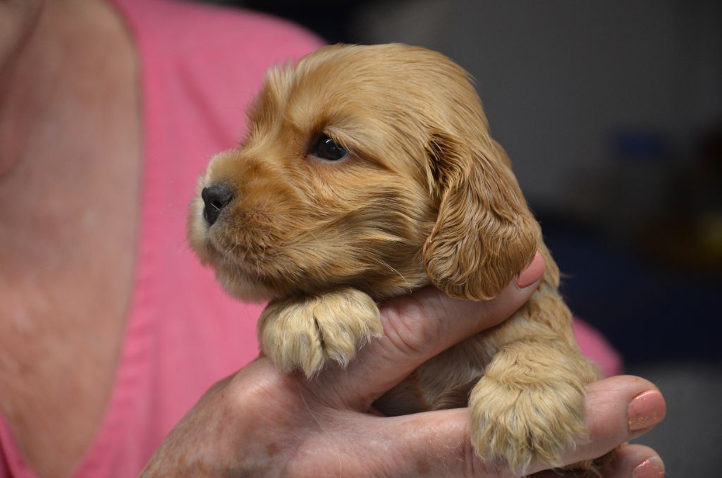 du Rieu-Grand - Chiot disponible  - Cocker Spaniel Anglais