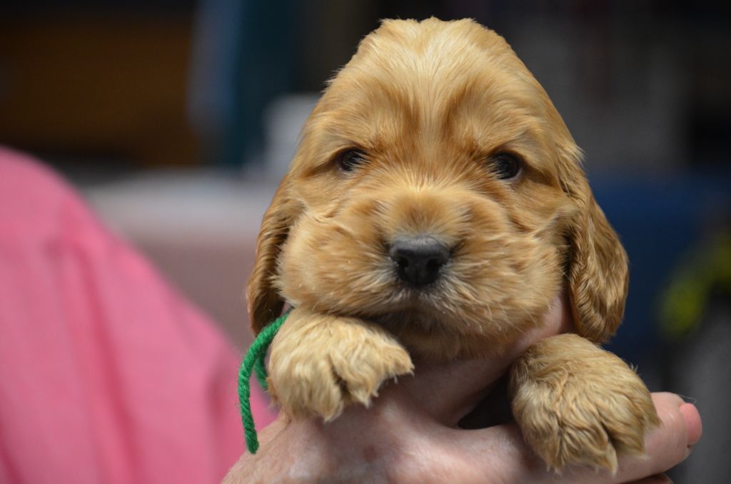 du Rieu-Grand - Chiot disponible  - Cocker Spaniel Anglais