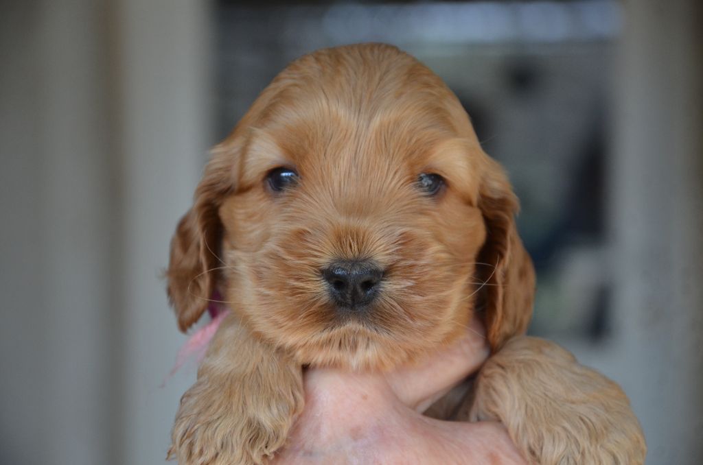 chiot Cocker Spaniel Anglais du Rieu-Grand