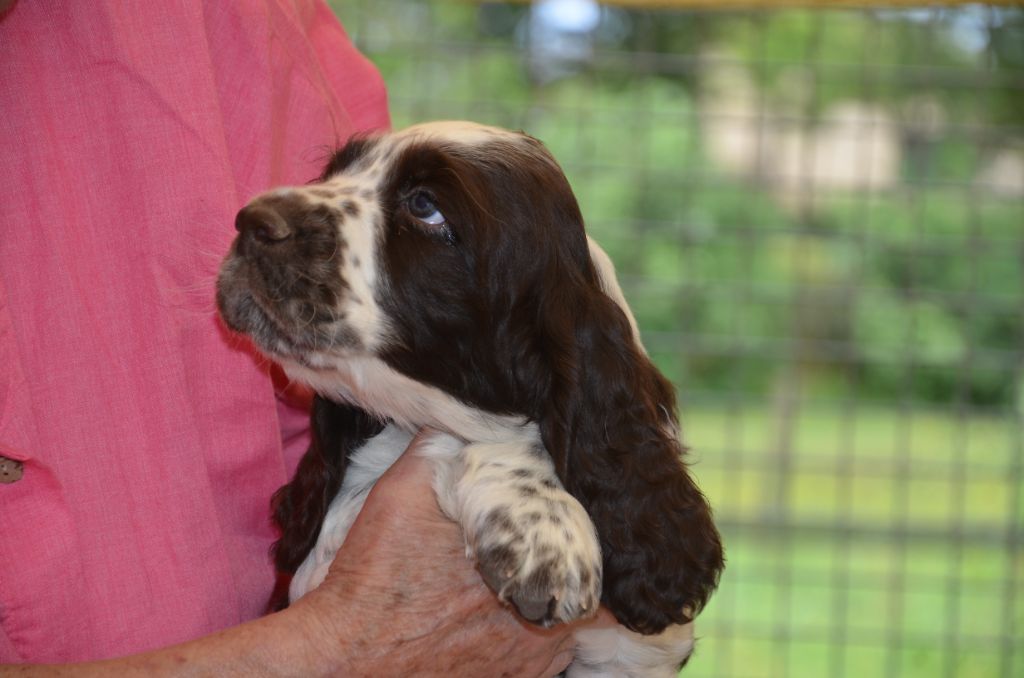 chiot English Springer Spaniel du Rieu-Grand