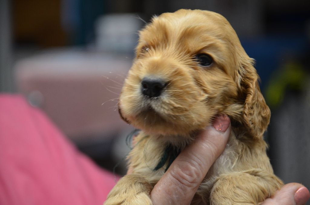 du Rieu-Grand - Chiot disponible  - Cocker Spaniel Anglais