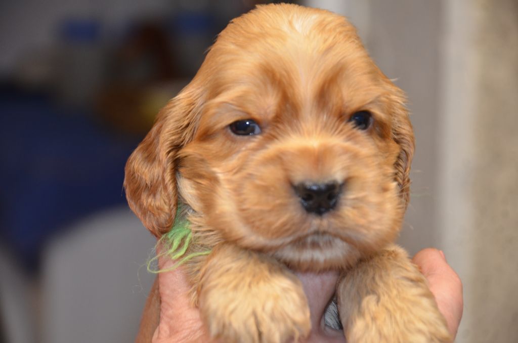 du Rieu-Grand - Chiot disponible  - Cocker Spaniel Anglais