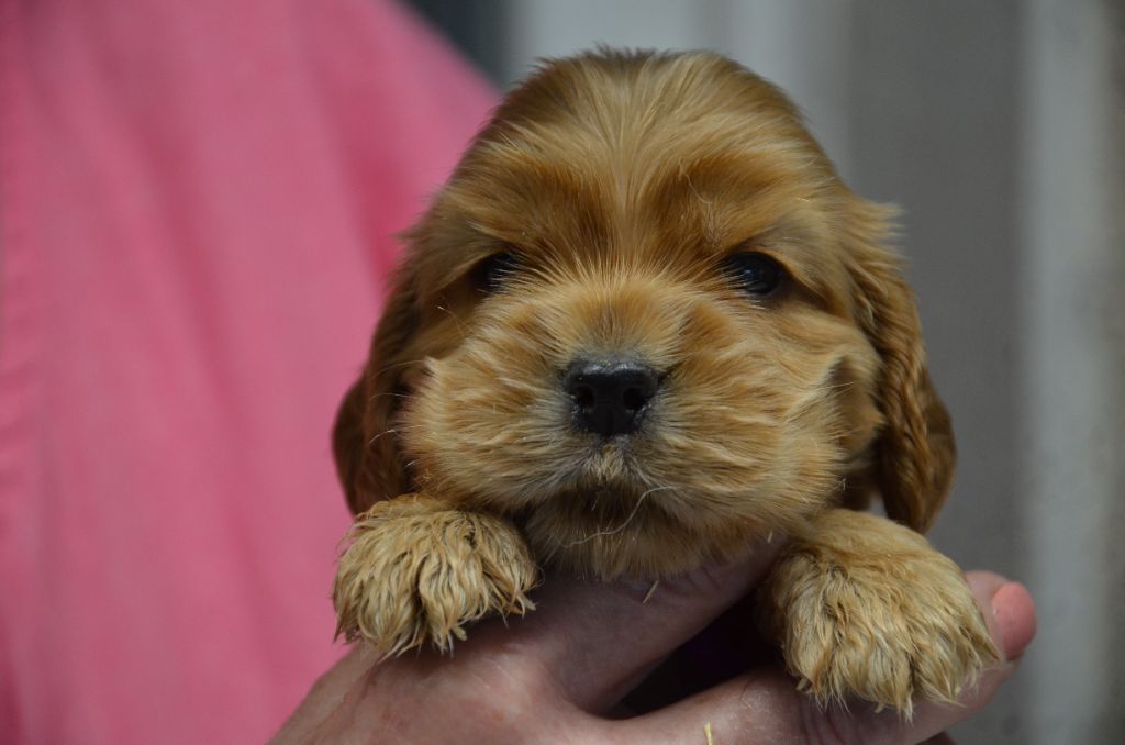 du Rieu-Grand - Chiot disponible  - Cocker Spaniel Anglais