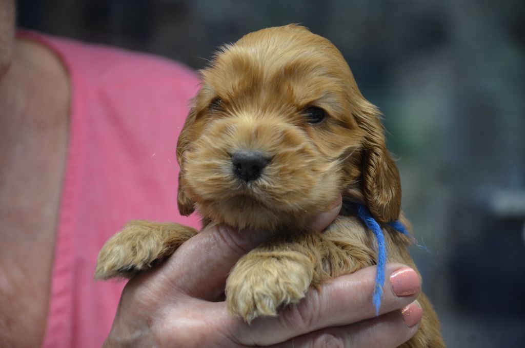 du Rieu-Grand - Chiot disponible  - Cocker Spaniel Anglais