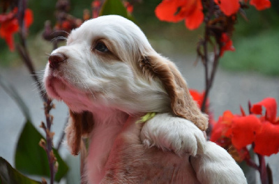 du Rieu-Grand - Clumber Spaniel - Portée née le 19/08/2024