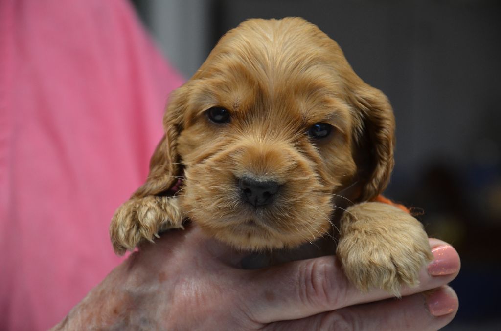 du Rieu-Grand - Chiot disponible  - Cocker Spaniel Anglais