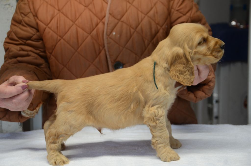 chiot Cocker Spaniel Anglais du Rieu-Grand