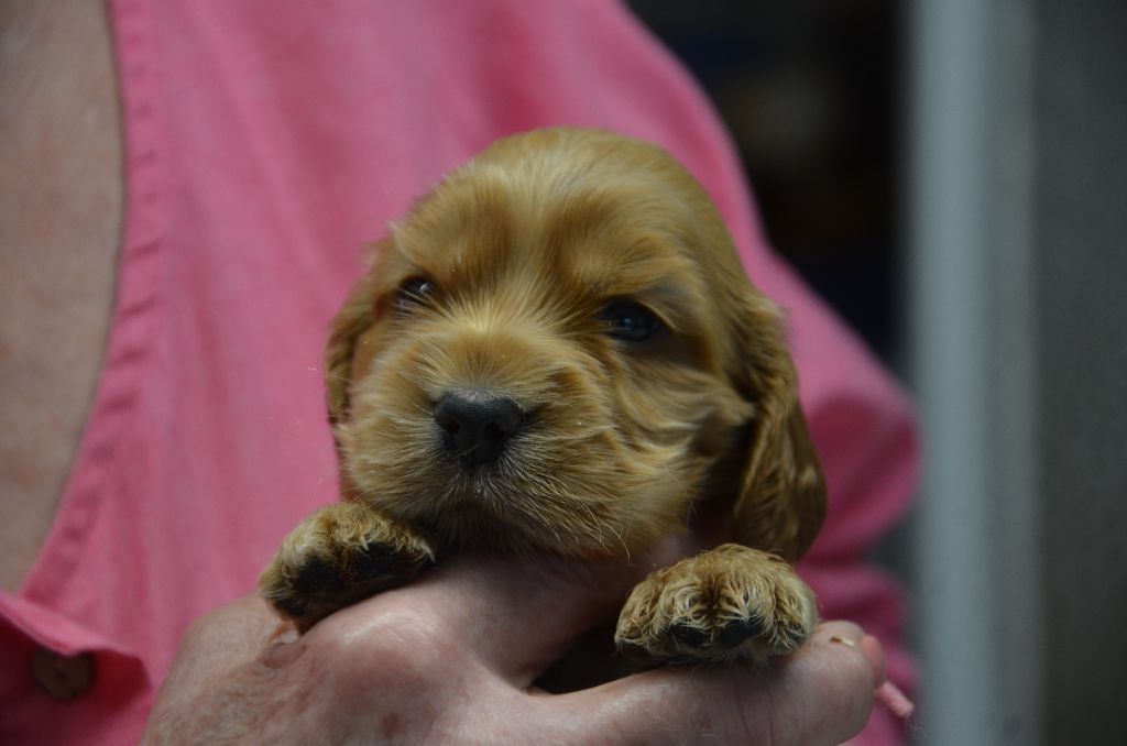 du Rieu-Grand - Chiot disponible  - Cocker Spaniel Anglais