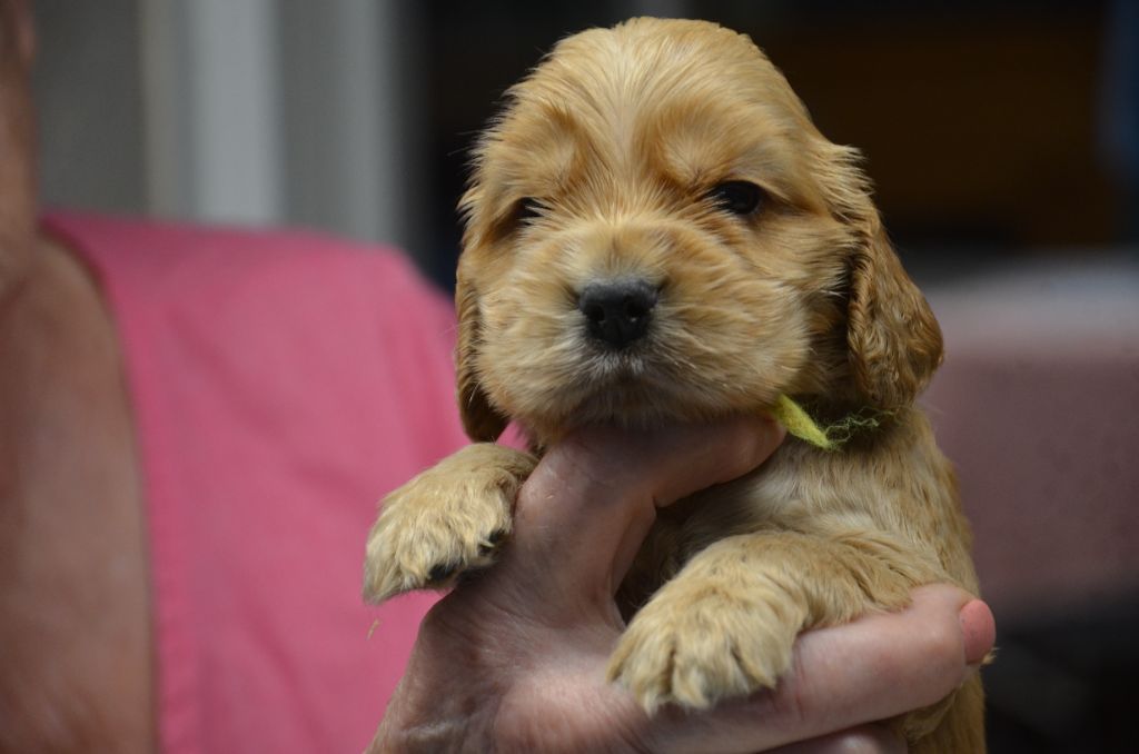 du Rieu-Grand - Chiot disponible  - Cocker Spaniel Anglais