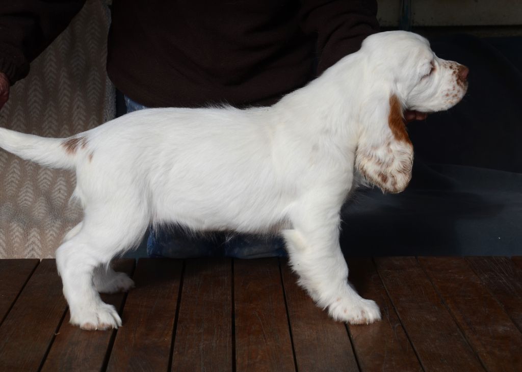 du Rieu-Grand - Chiot disponible  - Clumber Spaniel