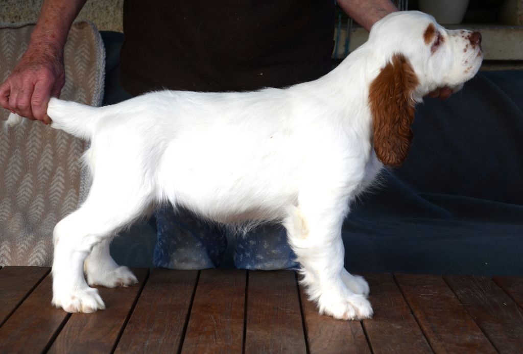 du Rieu-Grand - Chiot disponible  - Clumber Spaniel