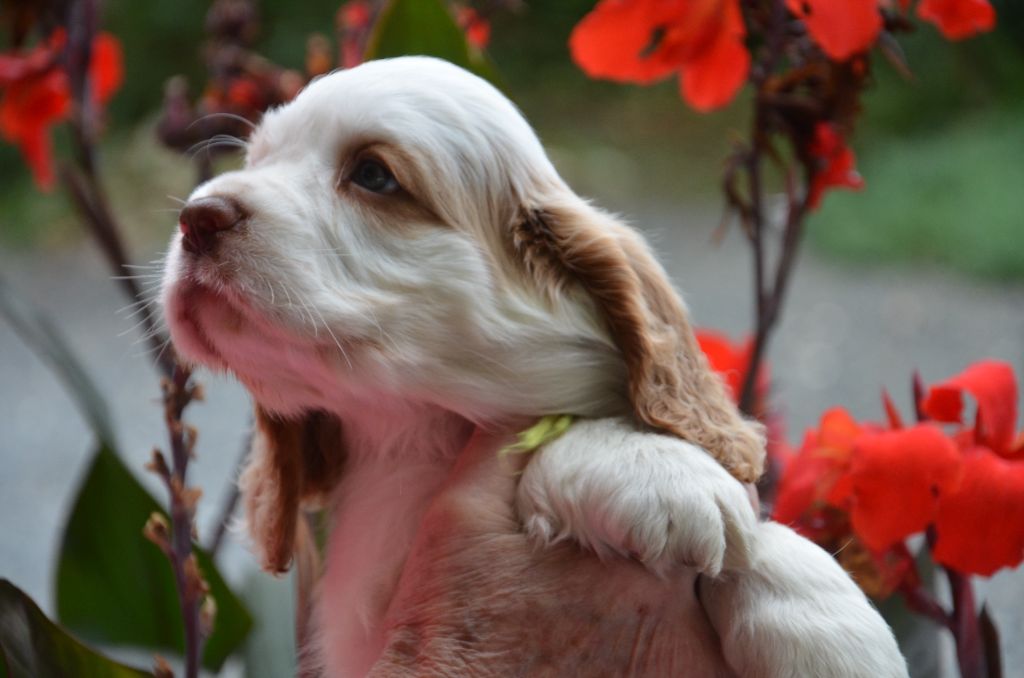 chiot Clumber Spaniel du Rieu-Grand