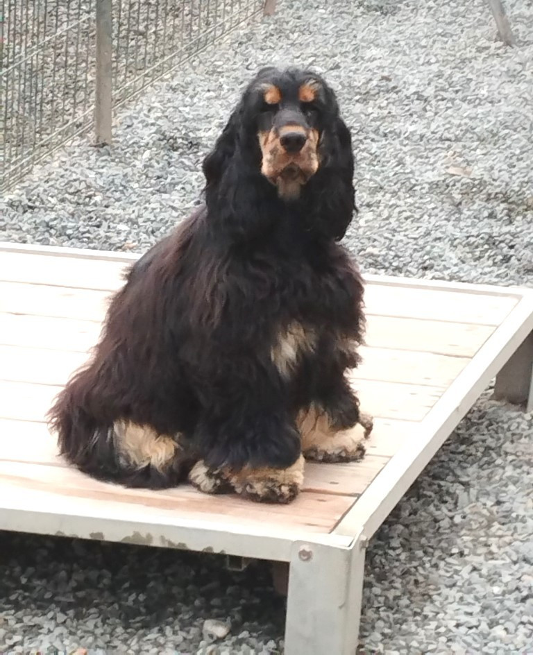 Asarina mystic rose des Fleurs de Garrigues