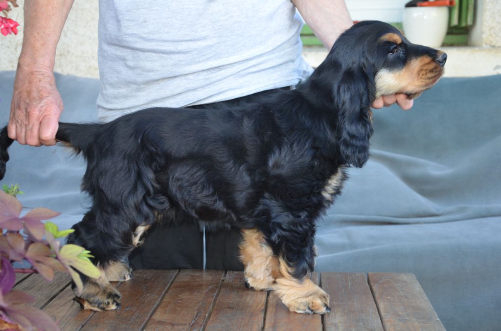 Asarina mystic rose des Fleurs de Garrigues