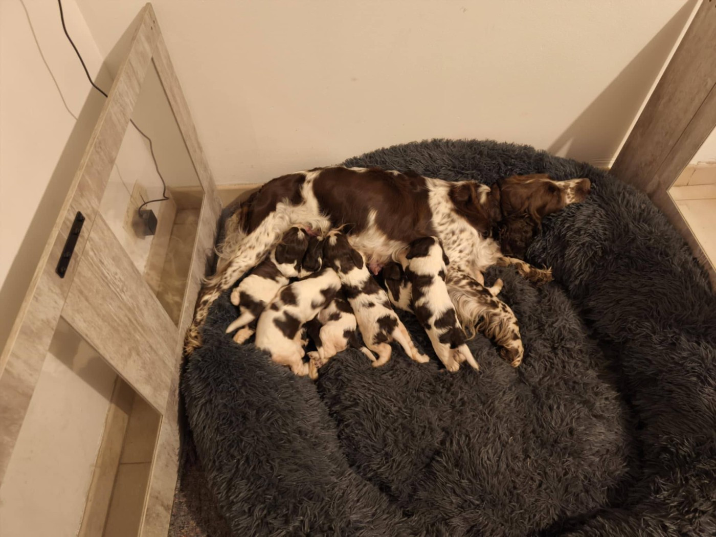 De beaux chiots disponibles