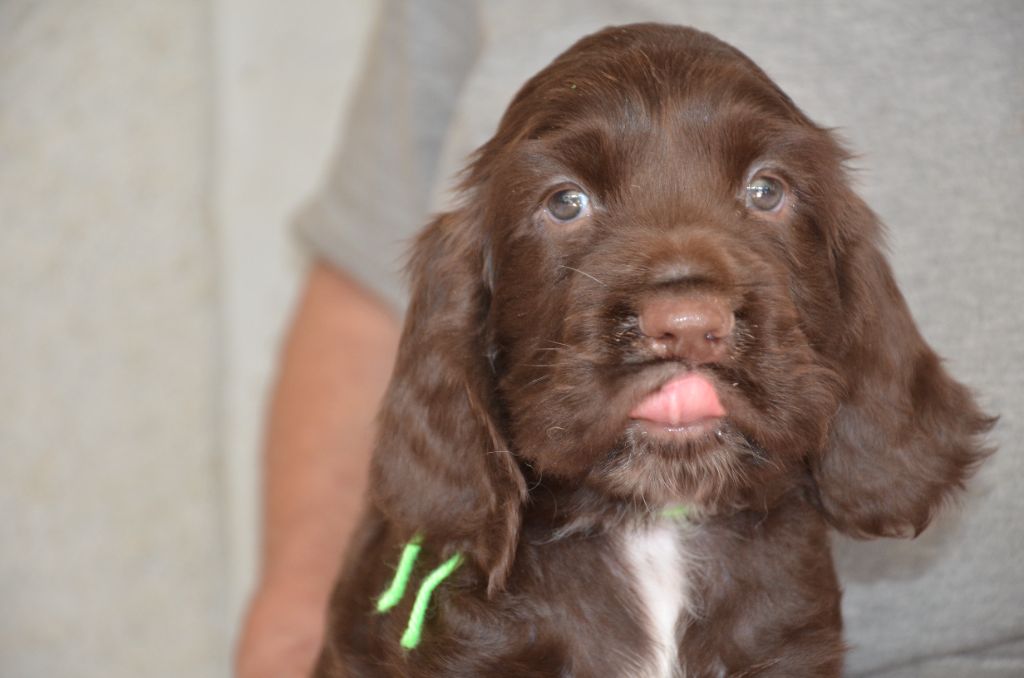 du Rieu-Grand - Chiot Disponible