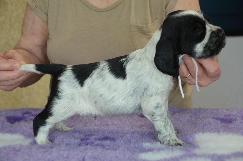 Des chiots au Rieu Grand