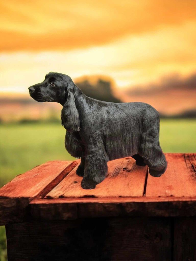 Des Chiots en juillet