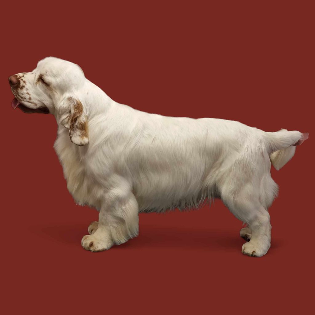 Des Chiots en juillet