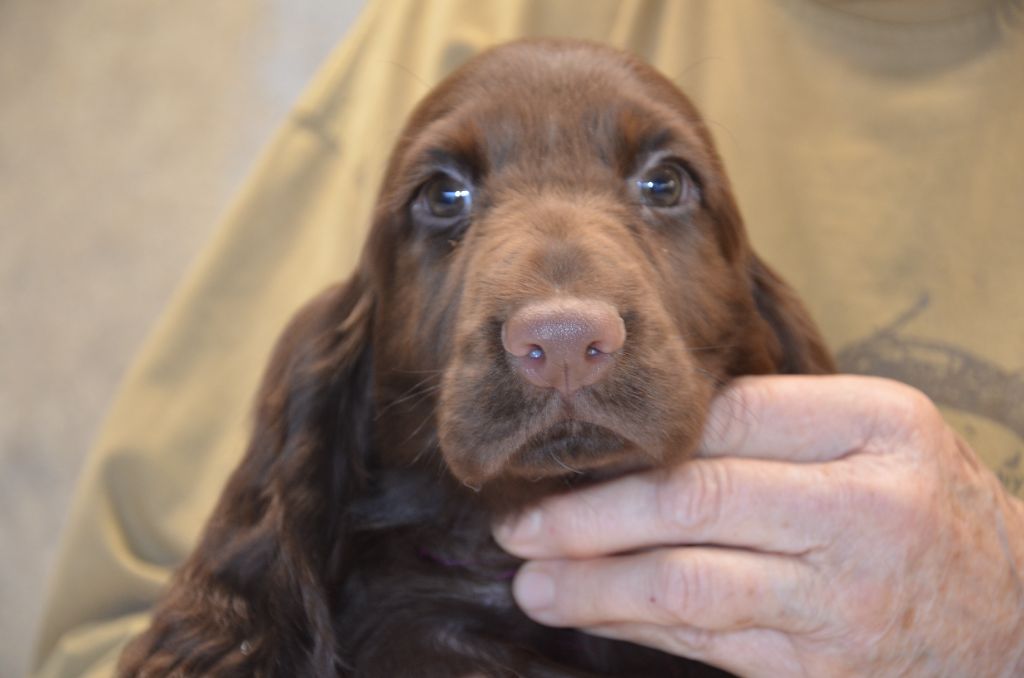 BB FIELD SPANIEL