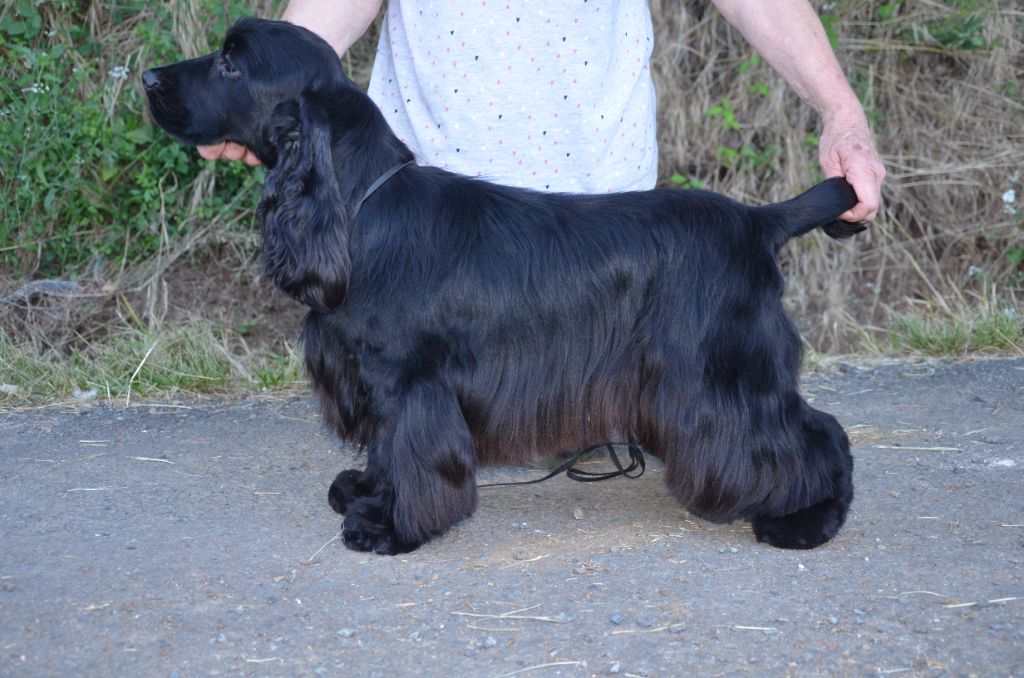 Chiot Cocker Spaniel Anglais du Rieu-Grand