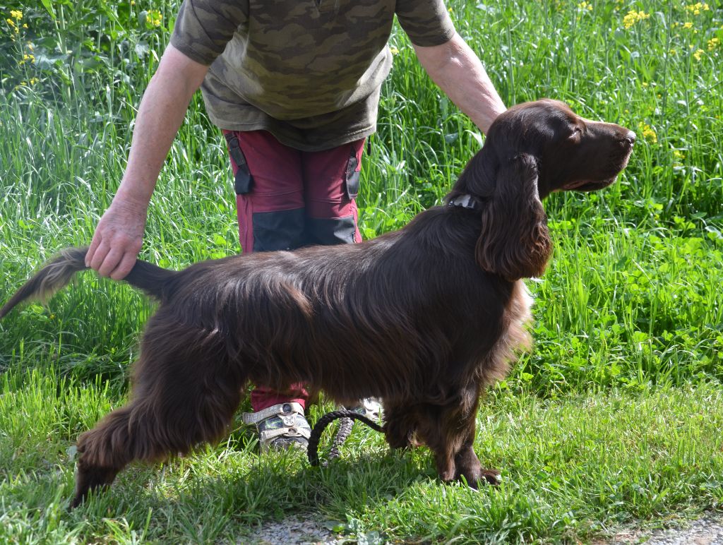 Chiot Field Spaniel du Rieu-Grand