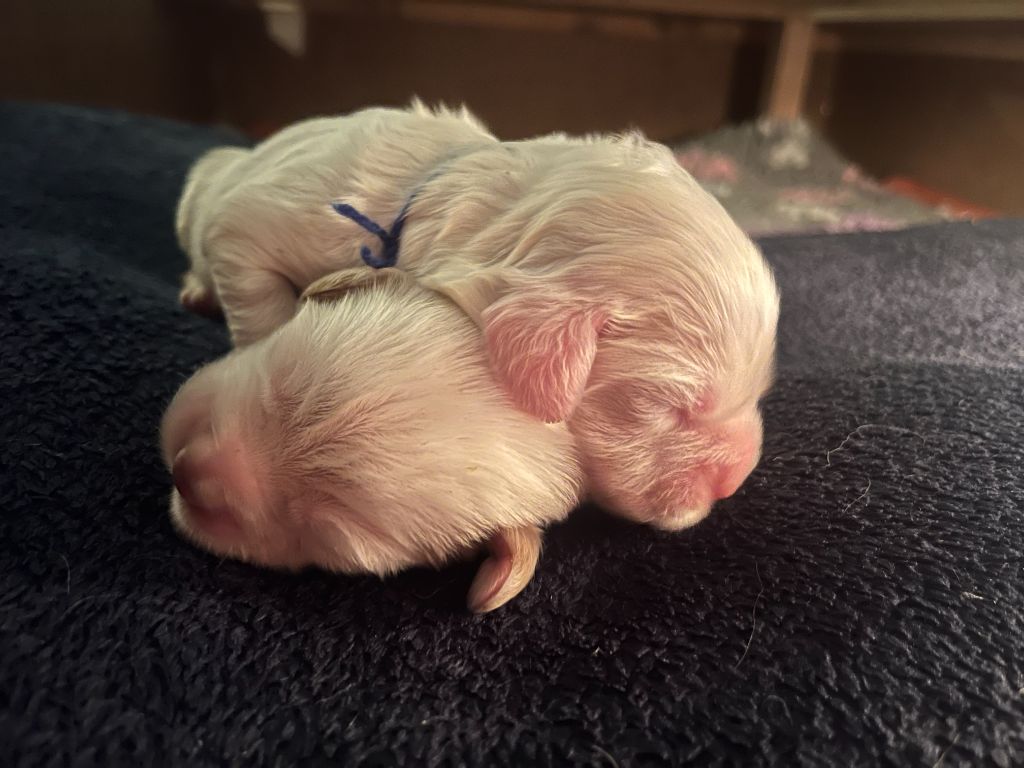 du Rieu-Grand - Chiots disponibles - Clumber Spaniel