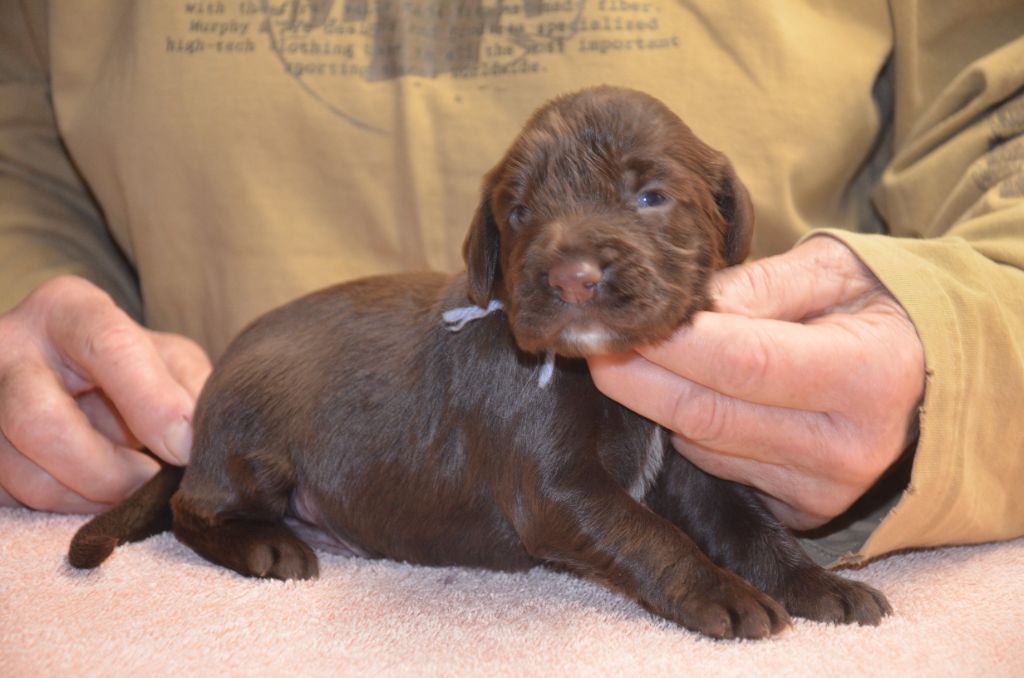 du Rieu-Grand - Chiots disponibles - Field Spaniel