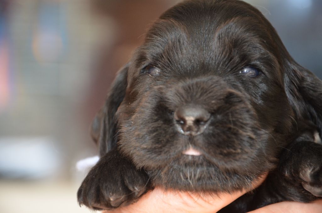 du Rieu-Grand - Chiots disponibles - Cocker Spaniel Anglais