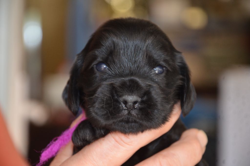 du Rieu-Grand - Chiots disponibles - Cocker Spaniel Anglais