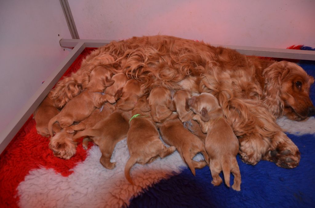du Rieu-Grand - Chiots disponibles - Cocker Spaniel Anglais