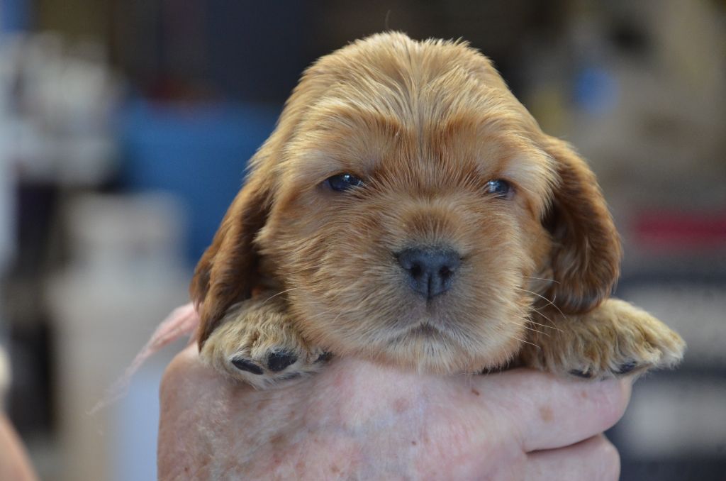 du Rieu-Grand - Chiots disponibles - Cocker Spaniel Anglais