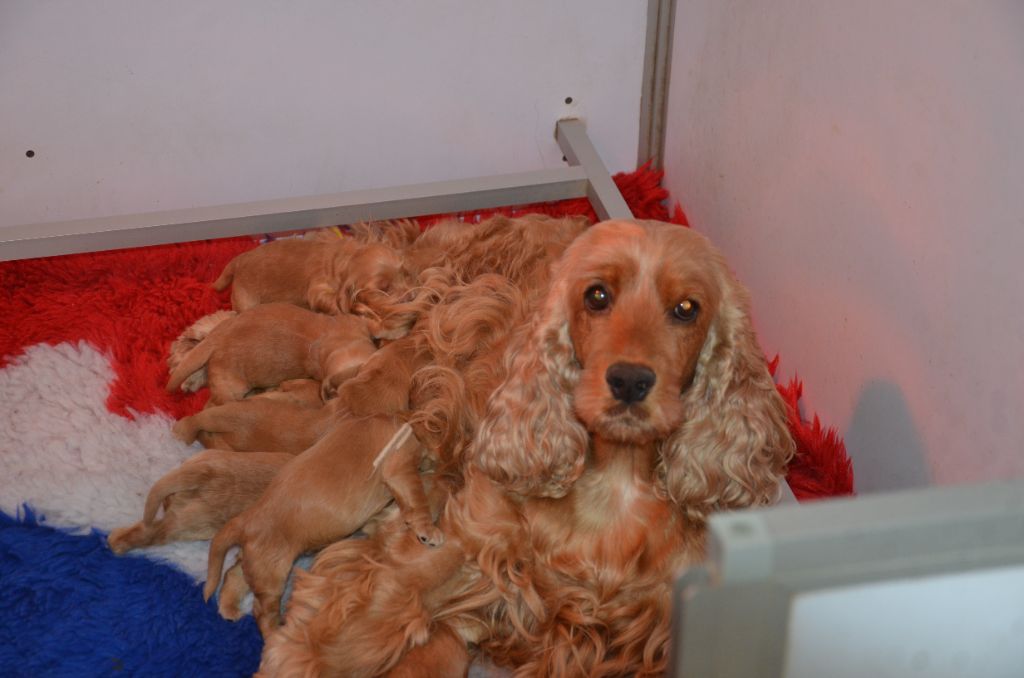 du Rieu-Grand - Chiots disponibles - Cocker Spaniel Anglais