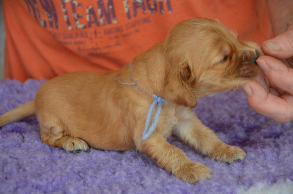 du Rieu-Grand - Chiots disponibles - Cocker Spaniel Anglais