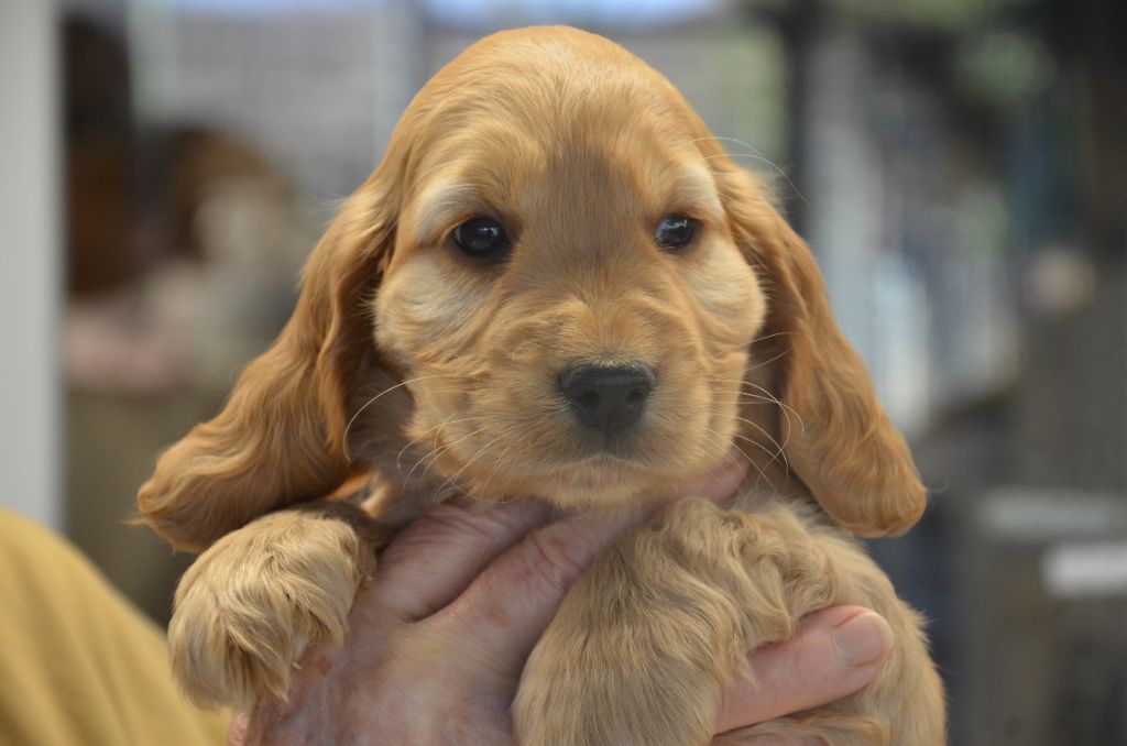 du Rieu-Grand - Cocker Spaniel Anglais - Portée née le 23/10/2025