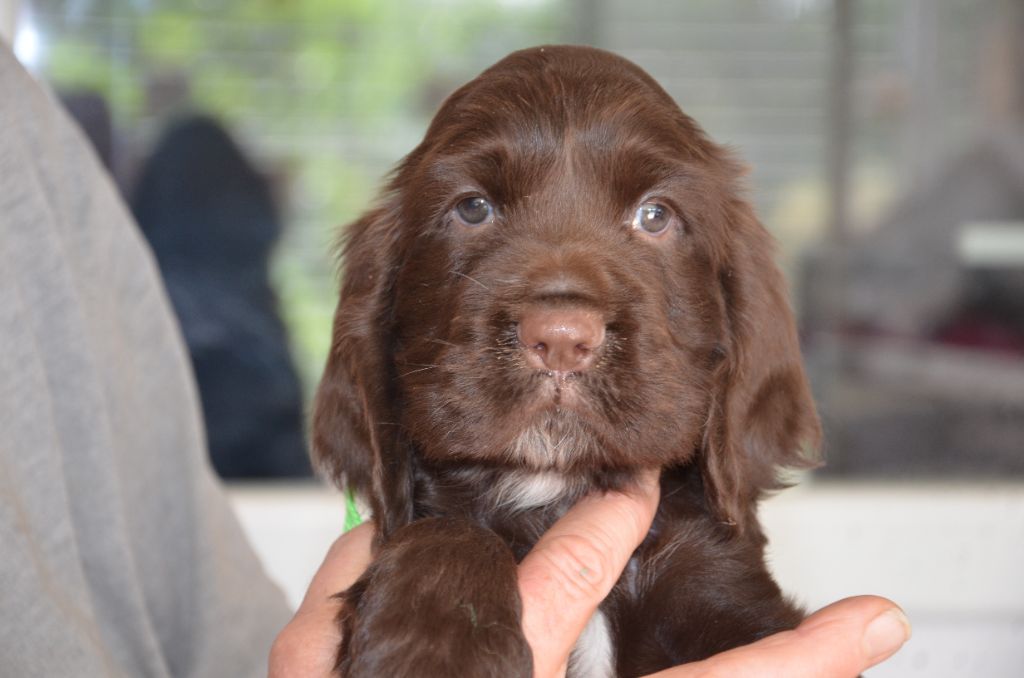 du Rieu-Grand - Chiots disponibles - Field Spaniel