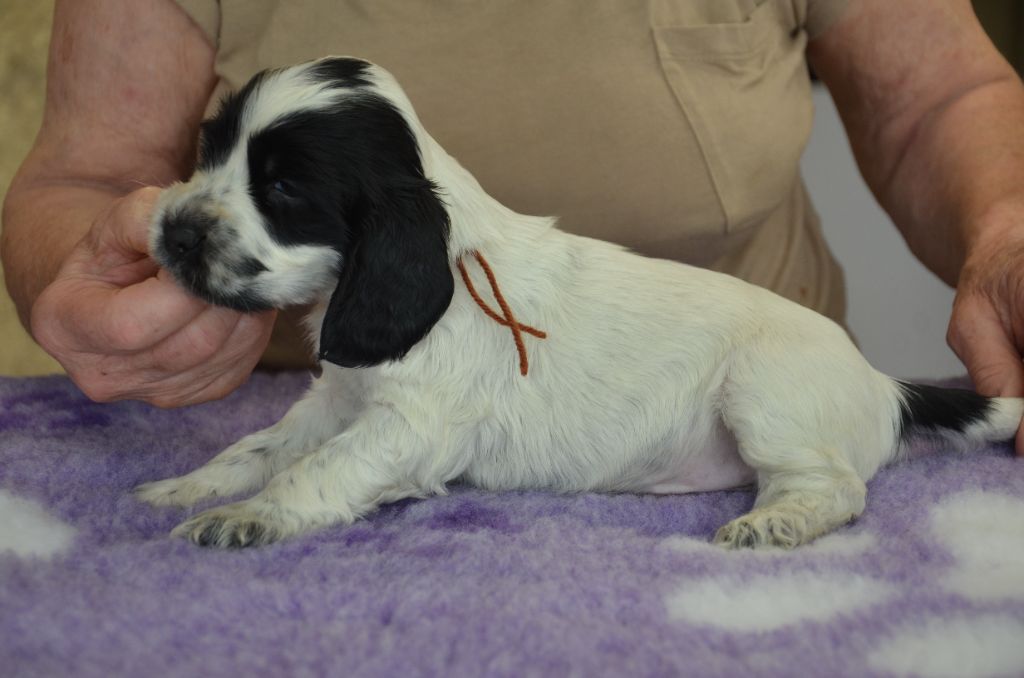 du Rieu-Grand - Chiots disponibles - Cocker Spaniel Anglais