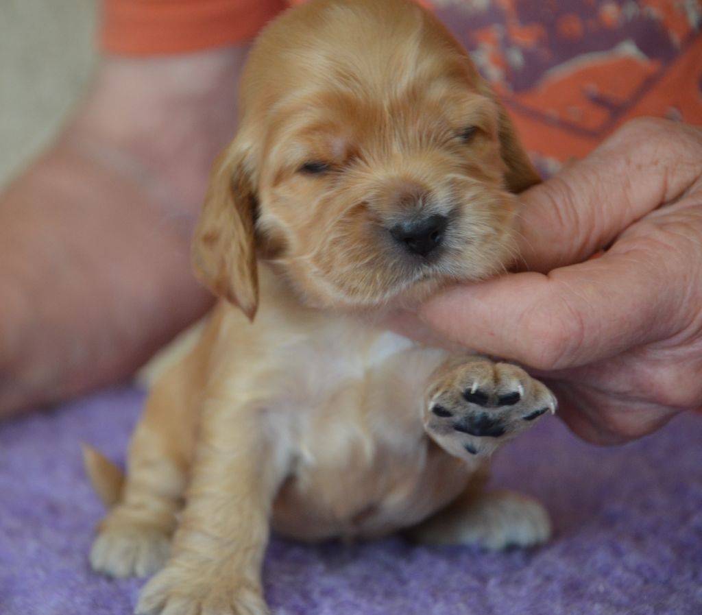 du Rieu-Grand - Chiots disponibles - Cocker Spaniel Anglais
