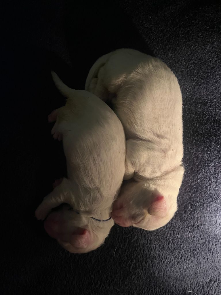 du Rieu-Grand - Chiots disponibles - Clumber Spaniel