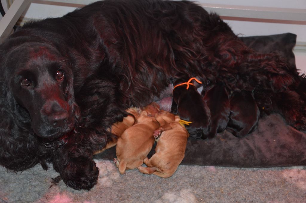 du Rieu-Grand - Chiots disponibles - Cocker Spaniel Anglais