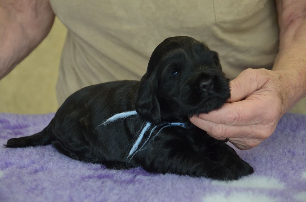 du Rieu-Grand - Chiots disponibles - Cocker Spaniel Anglais
