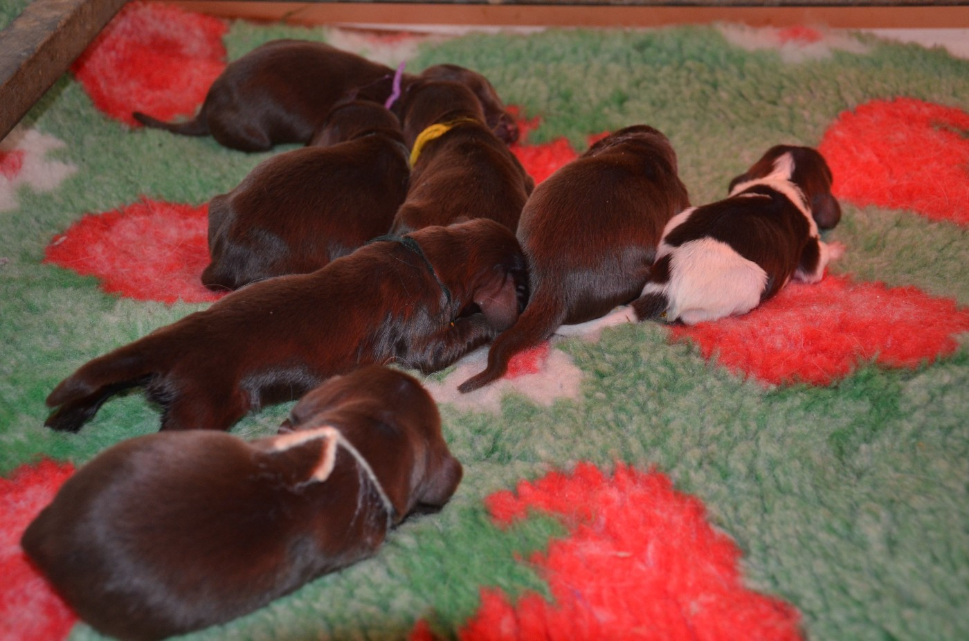 Chiot Field Spaniel du Rieu-Grand