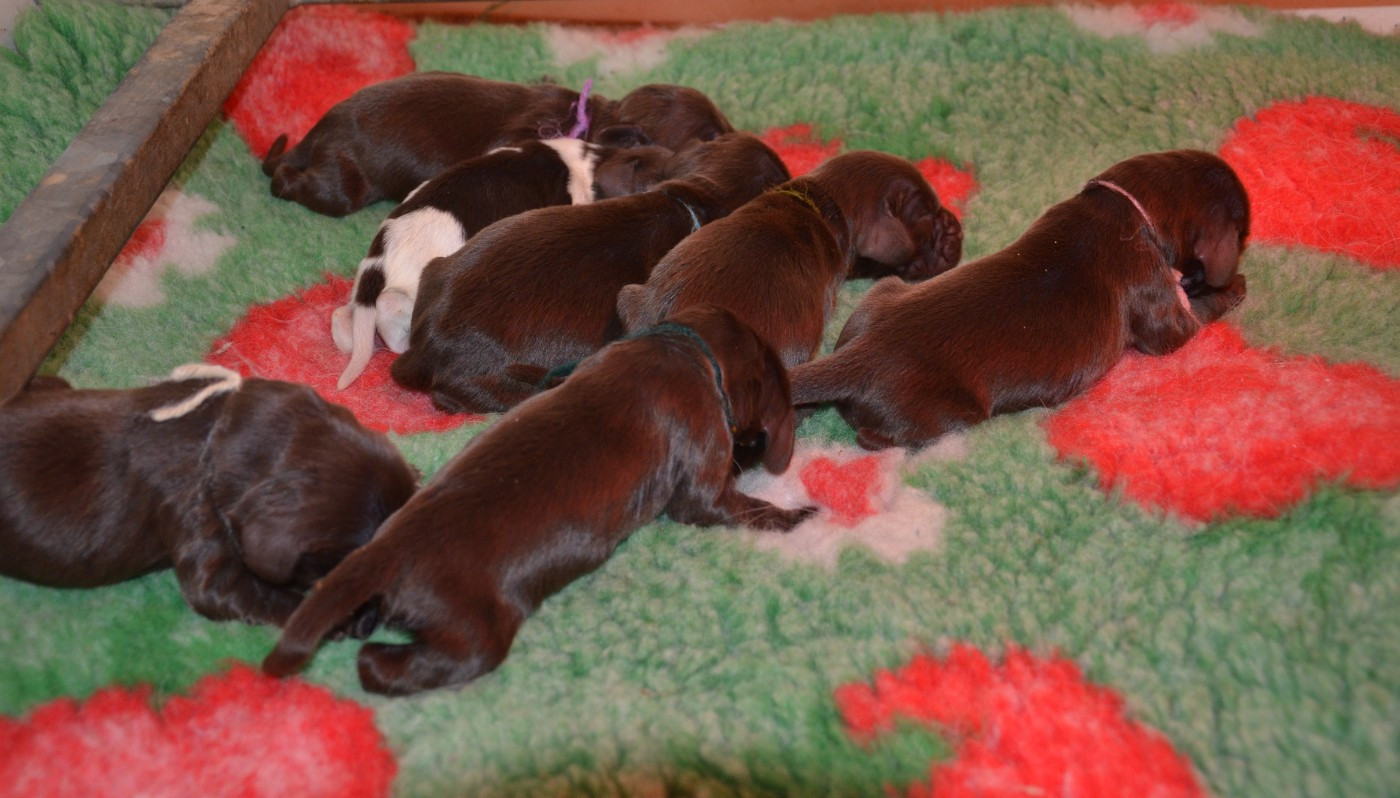 du Rieu-Grand - Chiots disponibles - Field Spaniel
