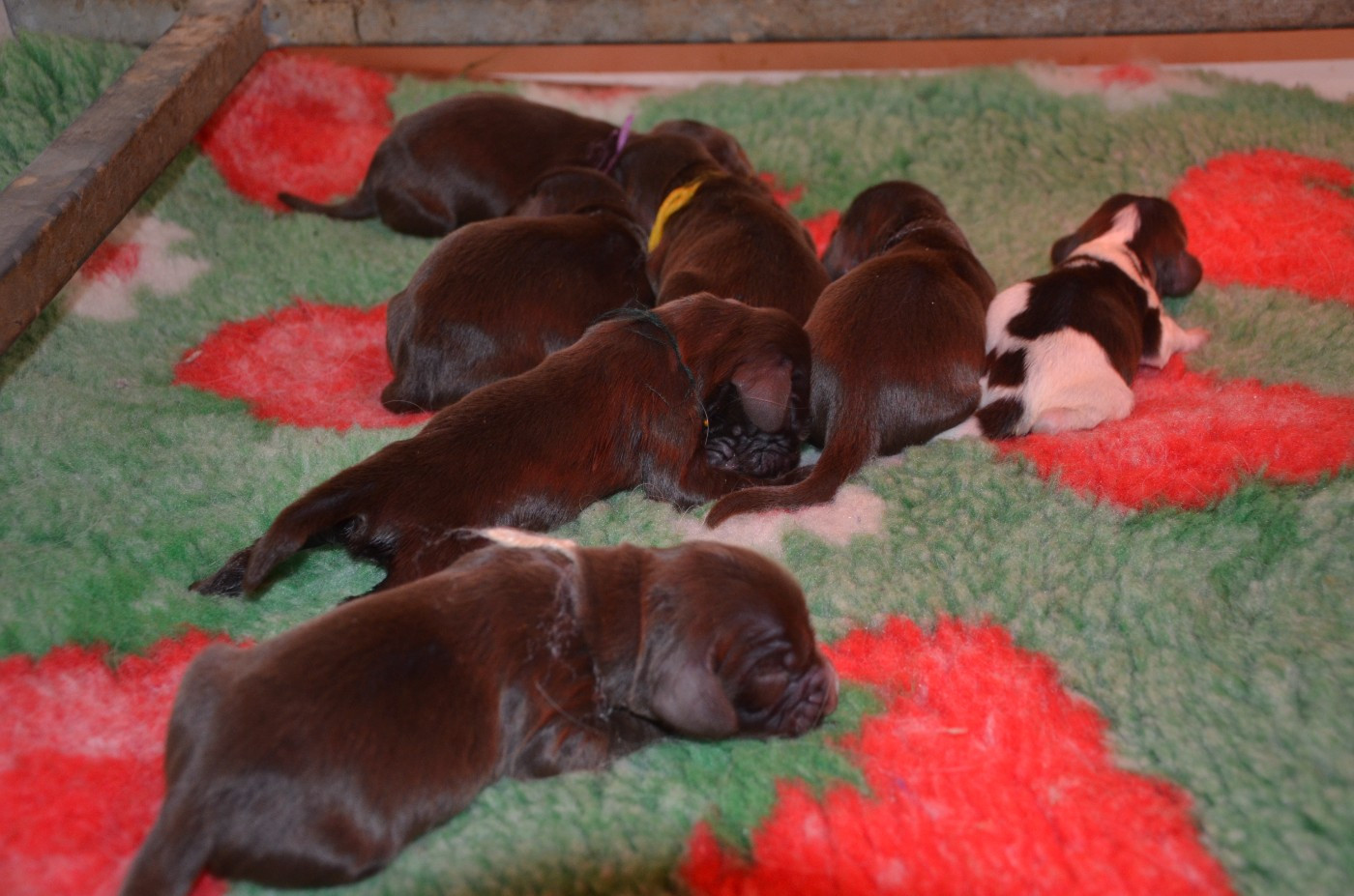 du Rieu-Grand - Chiots disponibles - Field Spaniel
