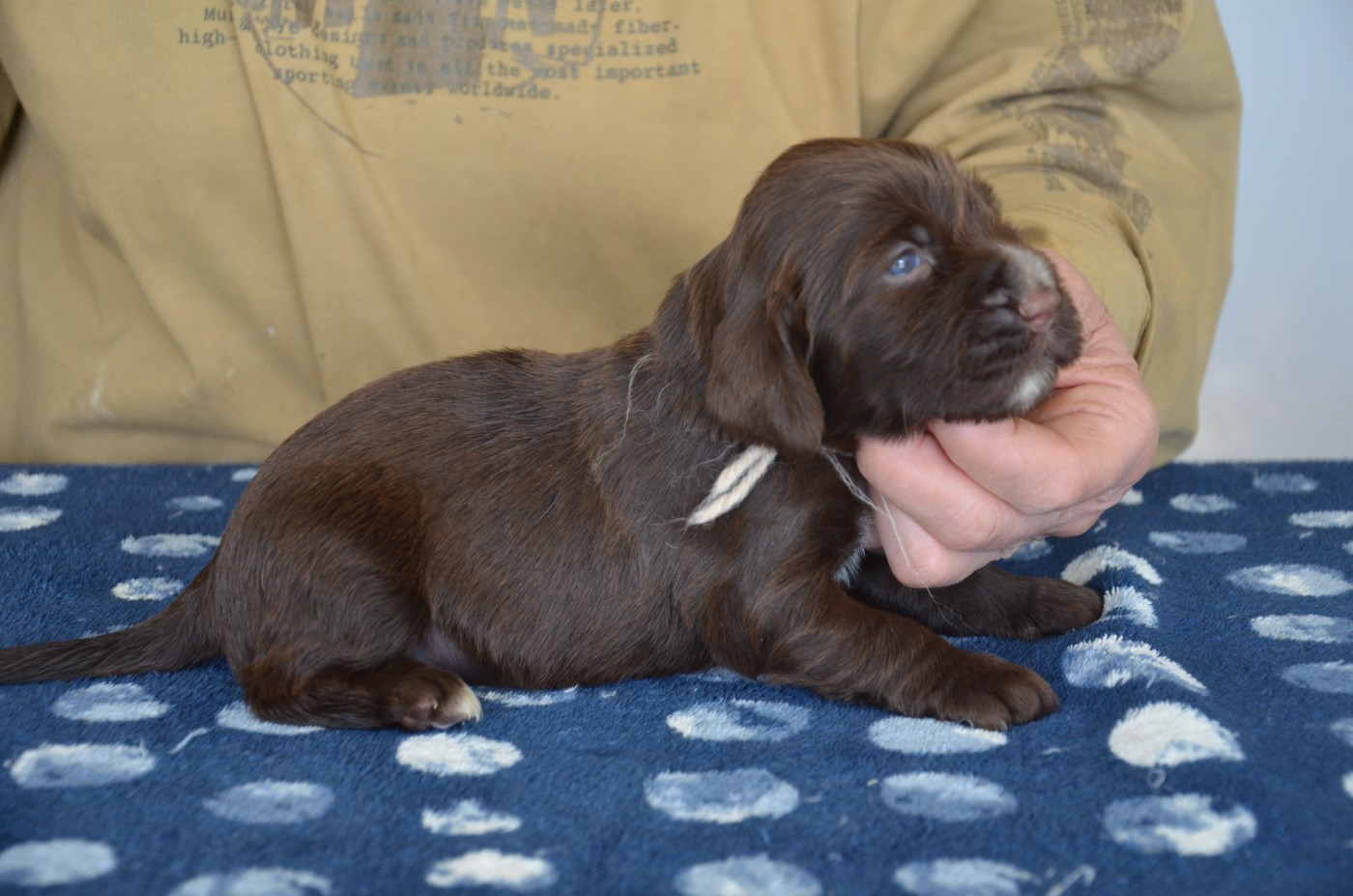 du Rieu-Grand - Chiots disponibles - Field Spaniel
