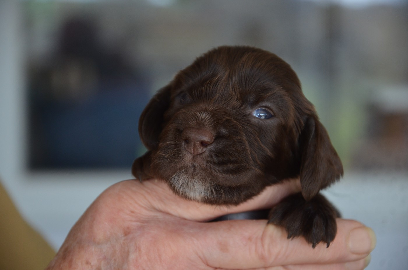 du Rieu-Grand - Chiots disponibles - Field Spaniel