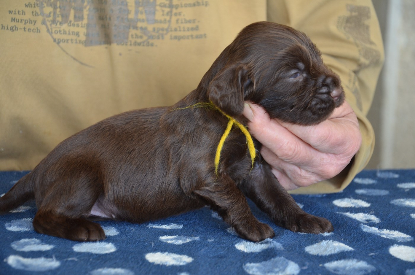 du Rieu-Grand - Chiots disponibles - Field Spaniel