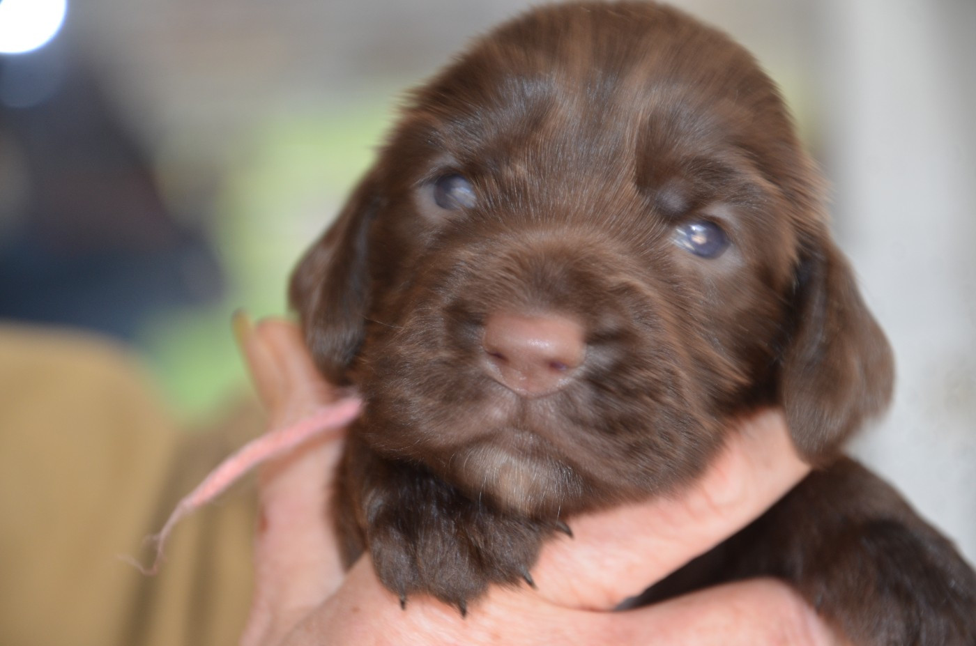 du Rieu-Grand - Chiots disponibles - Field Spaniel